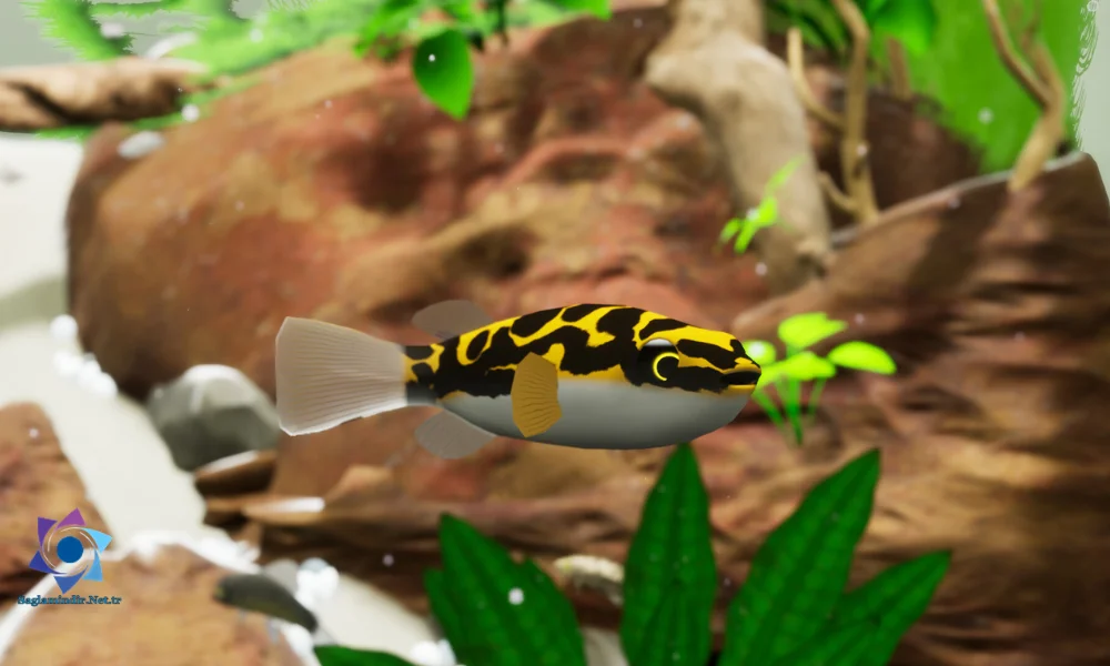 Fish Game – Indonesia Fish Pack 1 Download Pc